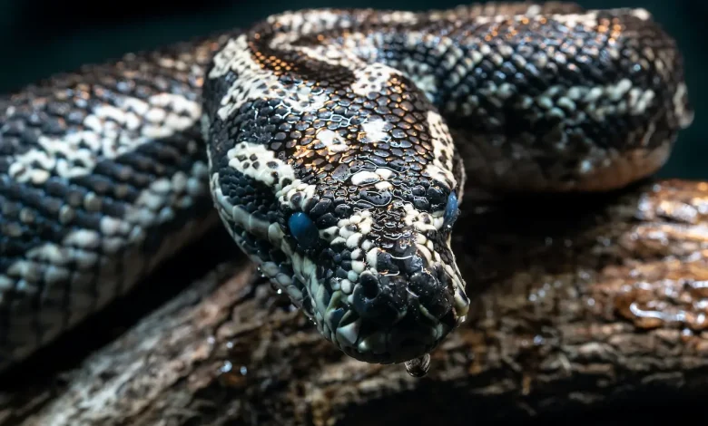 The Harmless Snakes of Thailand Has A Black And White Skin