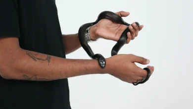 Man Holding A Black Snake Herping in November