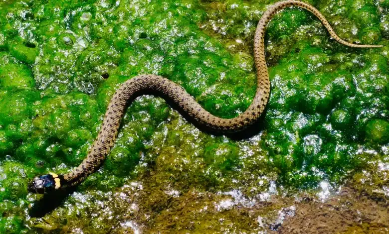 A Snake on Green Moth Herping in Rain
