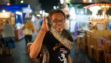 Man Holding A Snake How Common Are Snakes in Thailand