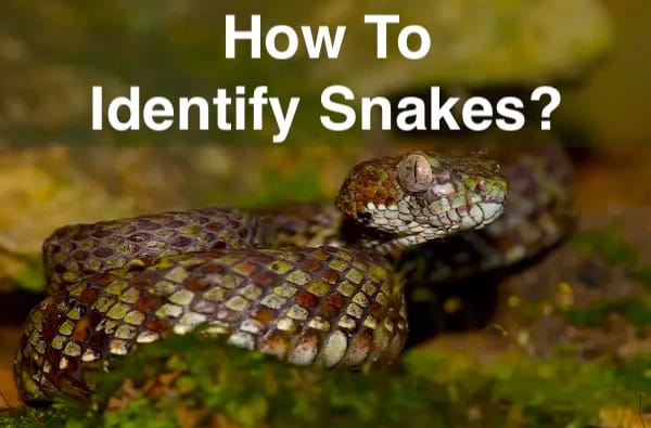 How to identify snakes across the globe, with emphasis on Thailand.