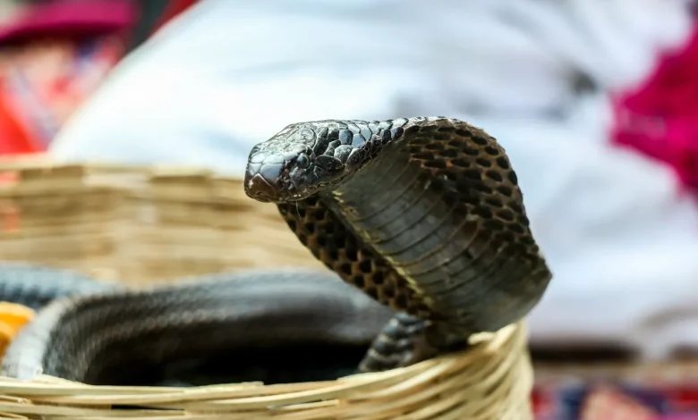 How Sharp Are King Cobra Fangs In A Yellow Basket