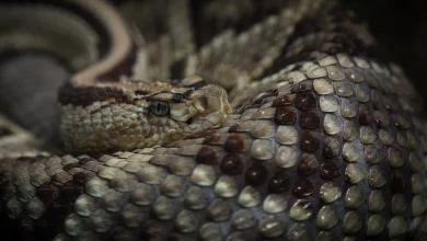 The How To Remove Malayan Pit Vipers from Your Home or Yard