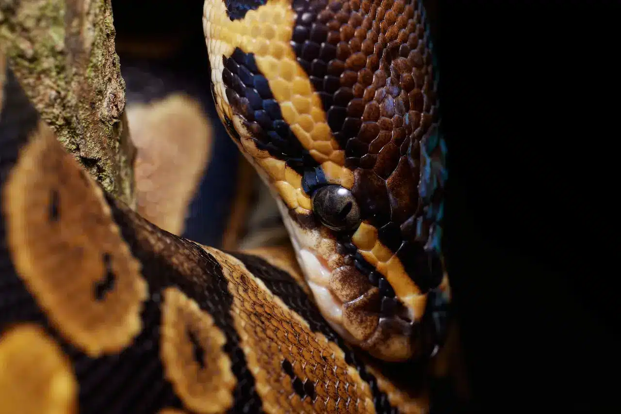 Can You Eat a Snake as Survival Food? Yes, and Here's How