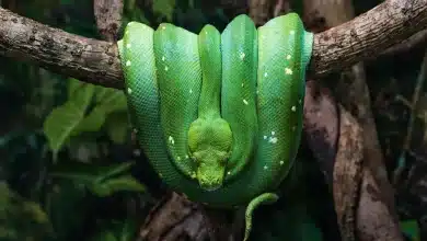 How to Remove Green Tree Snakes from Your Home