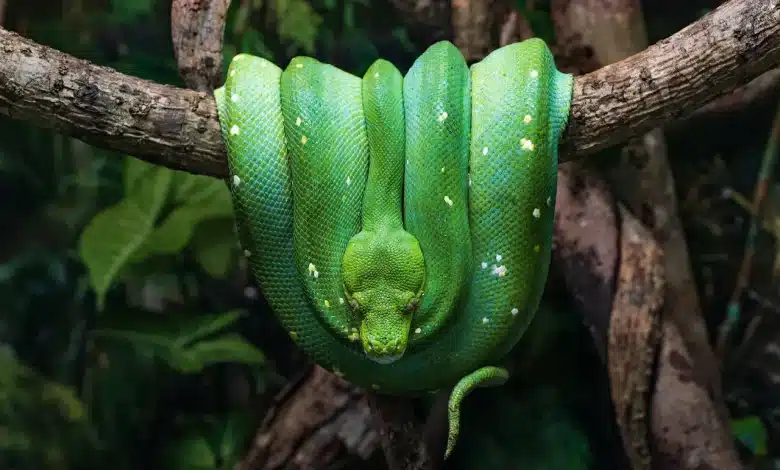 How to Remove Green Tree Snakes from Your Home