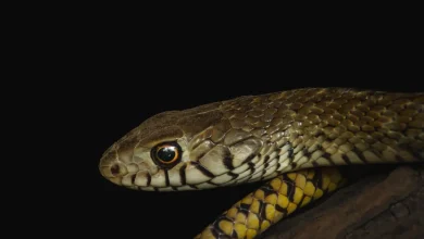 Close up Image of Indochinese Rat Snake