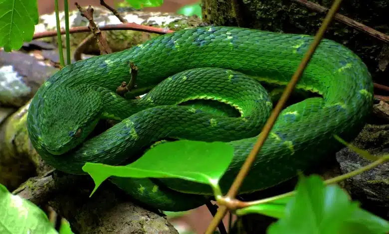 Green Palm Pit Viper Indonesia Snakes