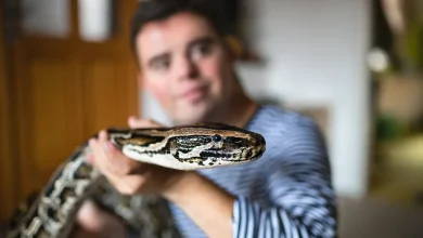Man Holding a Snake Is that Snake in Your House Dangerous