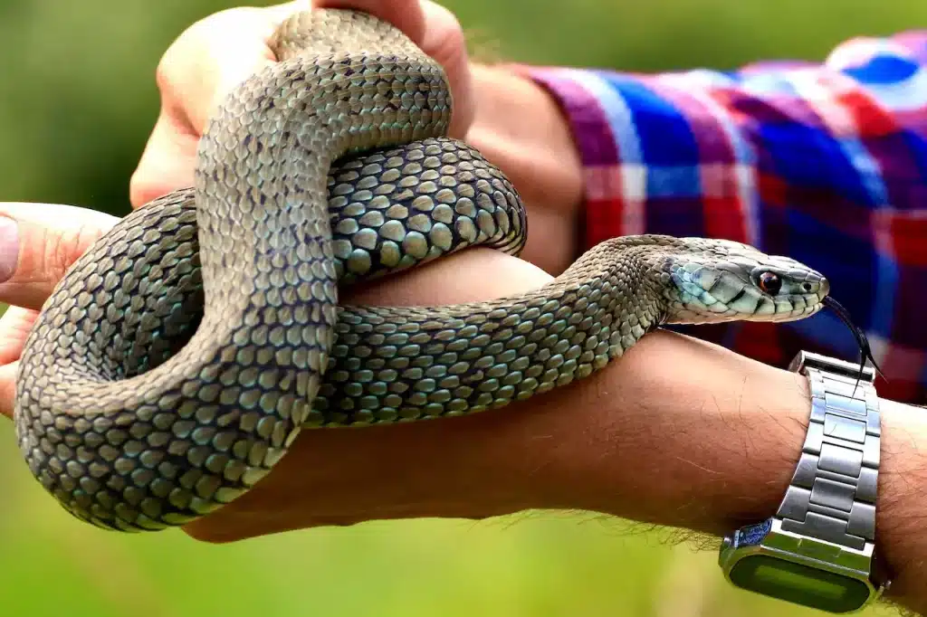 Man Holding a snake Jackie The Snakeman