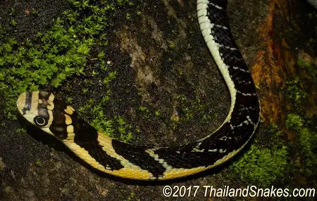 Juvenile king cobra showing yellow black bands across top of head.