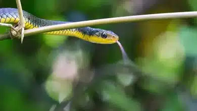 Snake Crawling On A Stick Keel-Bellied Vine Snake