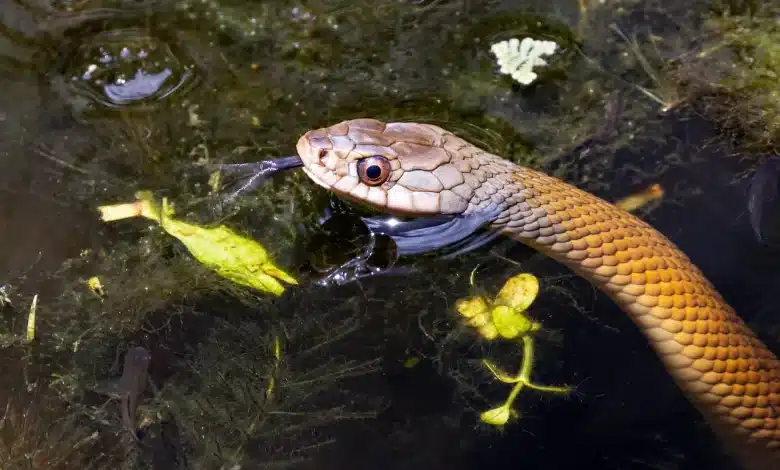 The Keelback Is On The Water