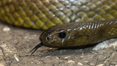 Close Up Image of Keeled Rat Snake