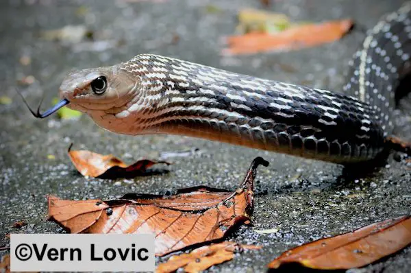 Keeled Rat Snake Thailand, species - Ptyas carinatus.
