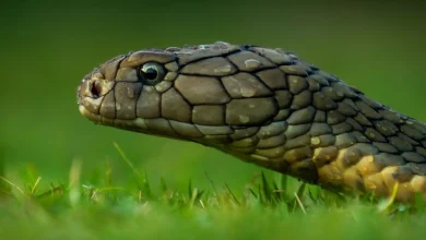 The King Cobra Crawling In The Grass