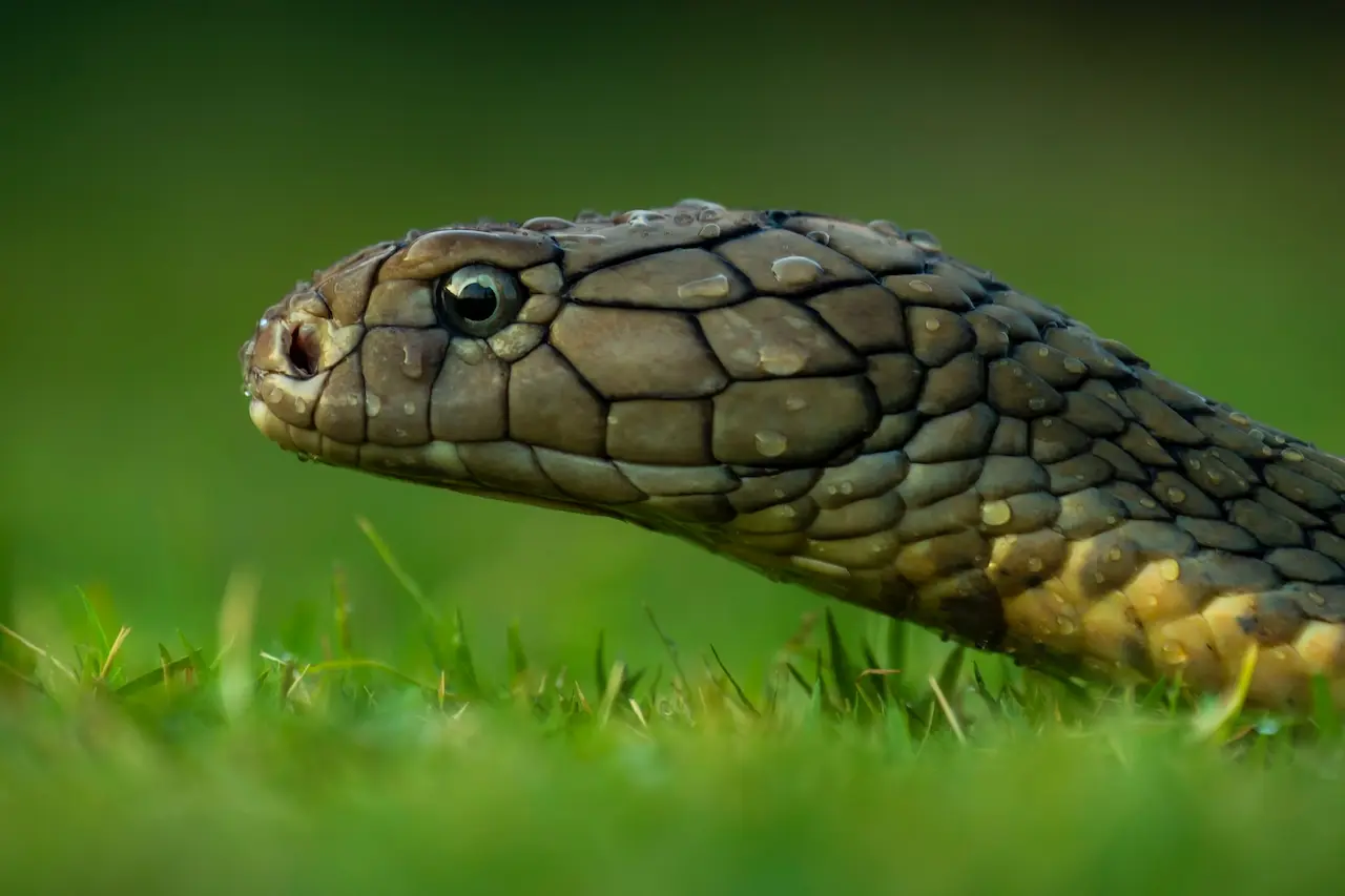 The King Cobra Crawling In The Grass