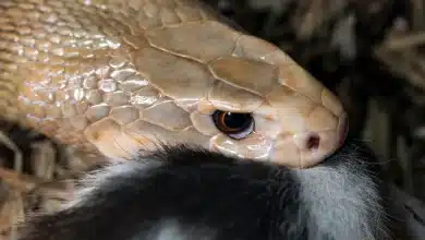 A Snake eating its Prey King Cobra Bite