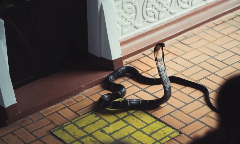 A King Cobra on the Ground