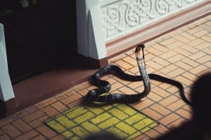 King Cobra Information