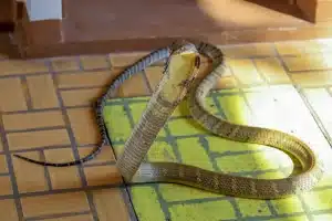 King Cobra (Ophiophagus hannah) On Floor Curled Up