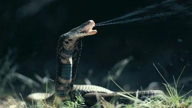 King Cobra Washes Over Waterfall