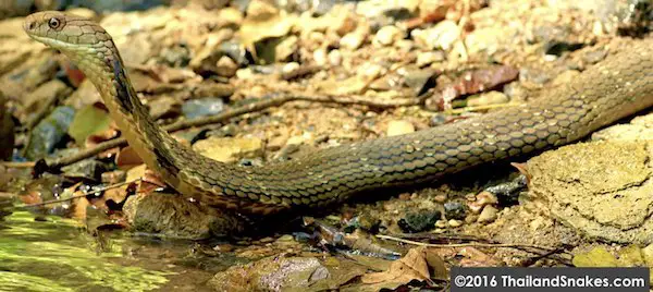 King cobra in freshwater stream in Krabi, Thailand.