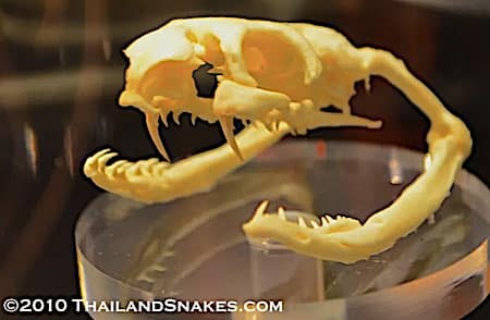 Monocled cobra skull showing dentition, fangs, jaw, cranium.