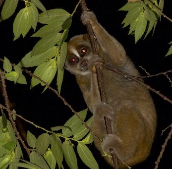 slow loris eating banana