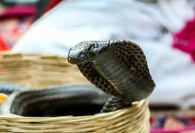 King Cobra Largest Venomous Snake in World