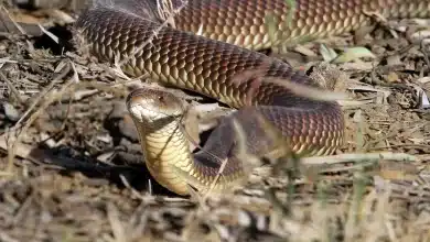 King Brown Snake Learn About Snakes