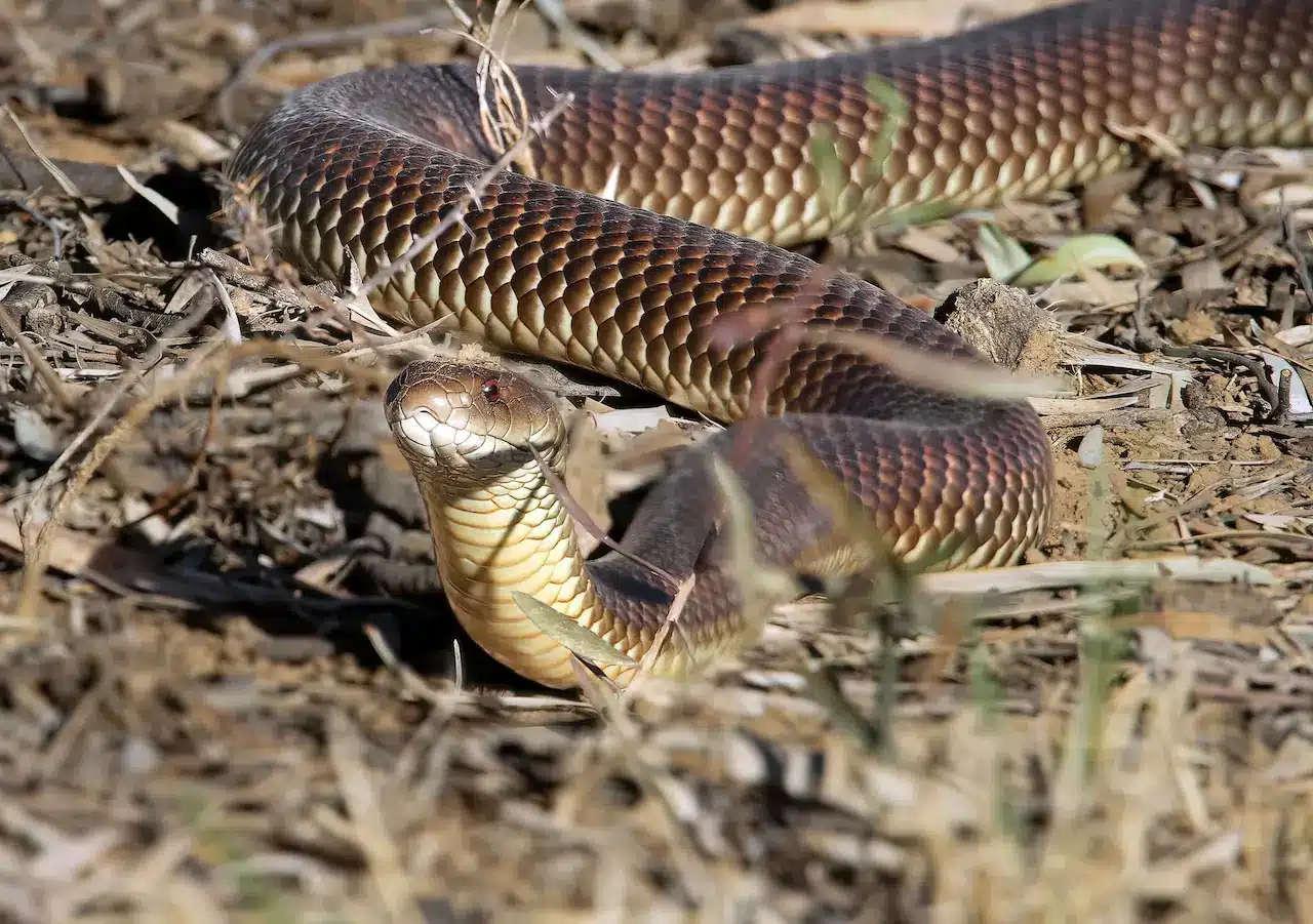 Learn About Snakes (Education) | Thailand Snakes