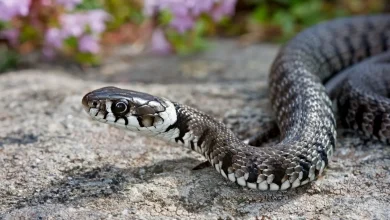 Snake Crawling in the Ground Malayan Blue Krait