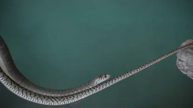 The Malayan Bridle Snake