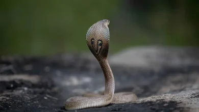 Monocled Cobra On A Stone