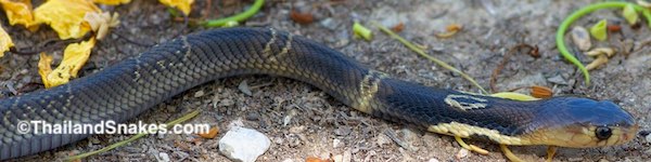 A monocled cobra with the eye (monocle) on the neck, and some banding down the body which usually is not there in most snakes of this species.