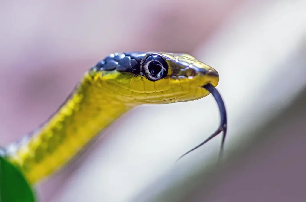 Golden Tree Snake Most Common Thailand Snake