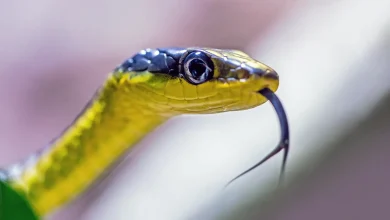 Golden Tree Snake Most Common Thailand Snake