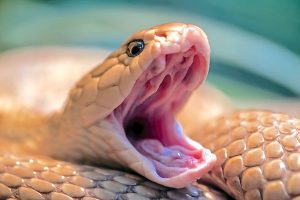 A Naja kaouthia snake with open mouth.