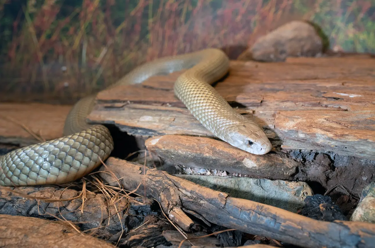 Night Herping In Southern Thailand | Thailand Snakes