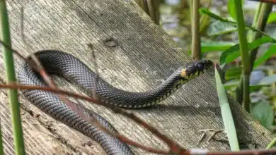 The Non-Venomous Snakes In The Woods