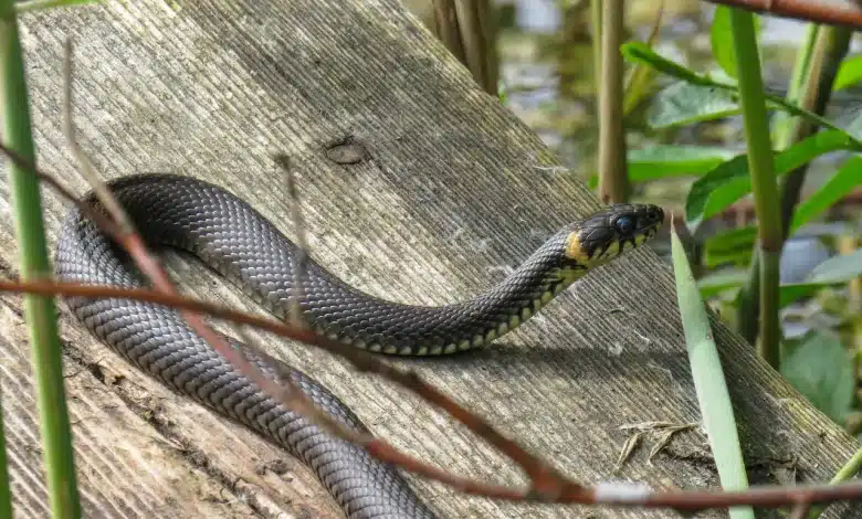 The Non-Venomous Snakes In The Woods