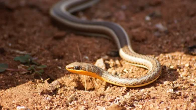 Orange Bellied Snake on the Ground