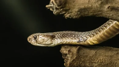 A Oriental Rat Snake on the Wood