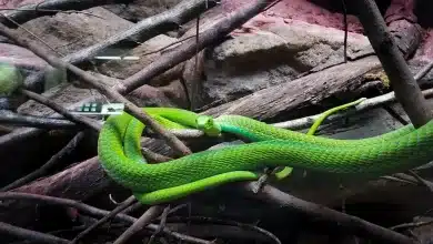 Green Oriental Whip Snake on the Tree
