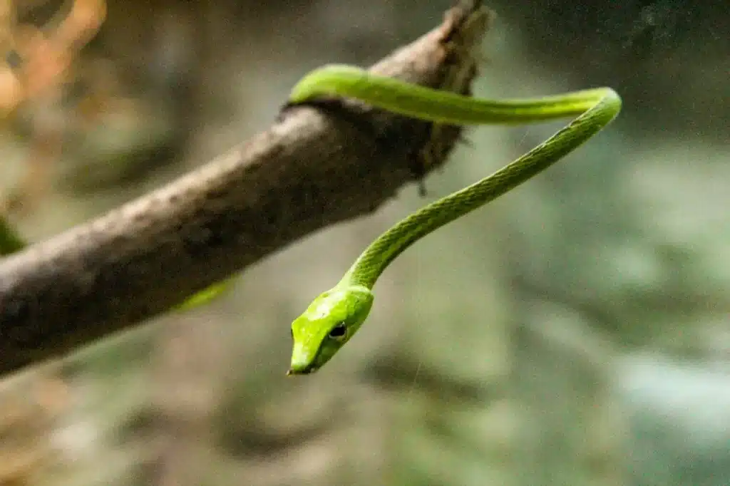 Green Snake On A Tree <a href=