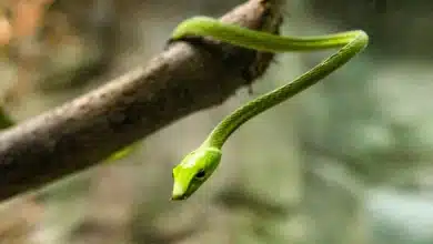 Green Snake On A Tree Oriental Whip Snake