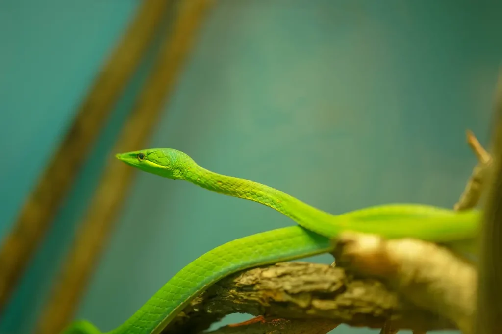 The Oriental Whip Snake on the Tree