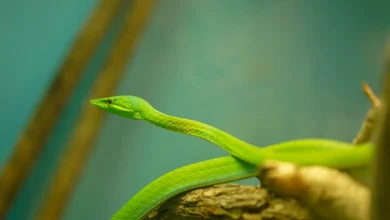 The Oriental Whip Snake on the Tree