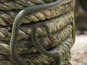 Paradise Tree Snake (Chrysopelea paradisi) On A Rope